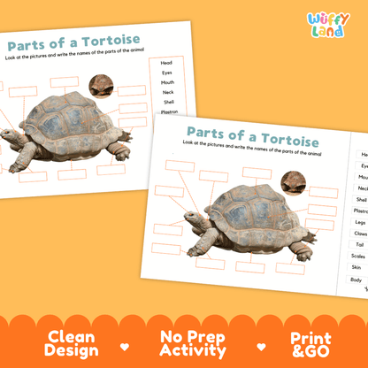 Printable tortoise science activity worksheets highlighting clean design, no prep activity, and print and go badges