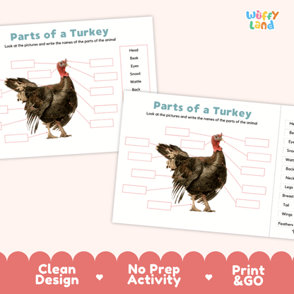 Printable turkey science activity worksheets highlighting clean design, no prep activity, and print and go badges