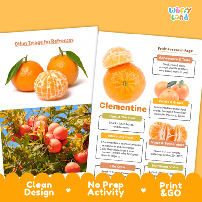 Two printed educational poster pages about clementines displayed on a warm orange background. The left page shows fruit photos and the heading 'Other Image for References,' and the right page includes sections like 'Appearance & Taste,' 'Where It Grows,' 'Uses of The Fruit,' 'Interesting Facts,' 'Life Cycle,' and 'Nutritional Value.
