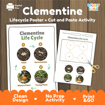 Clementine Life Cycle Poster and Cut and Paste Worksheet Activity