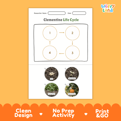 Clementine Life Cycle Poster and Cut and Paste Worksheet Activity