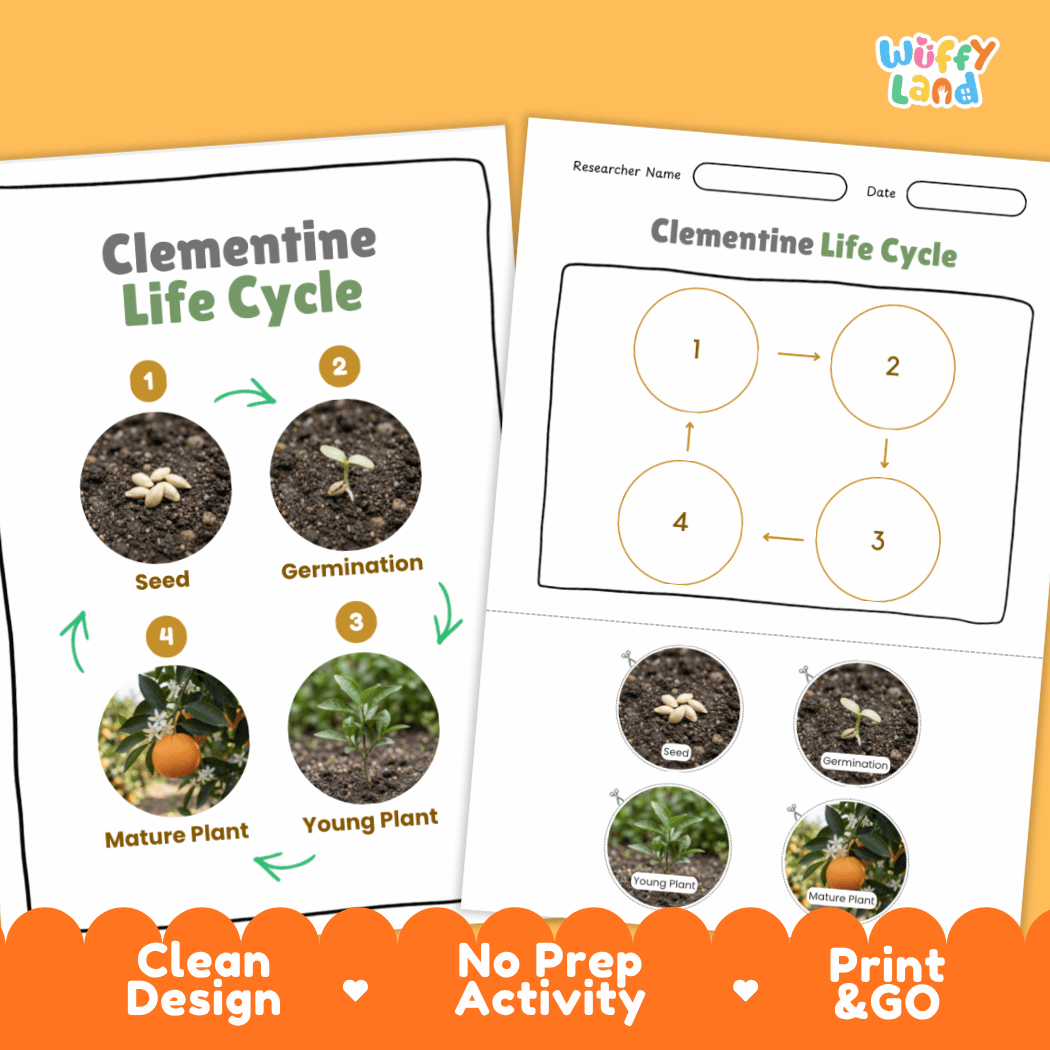 Clementine Life Cycle Poster and Cut and Paste Worksheet Activity