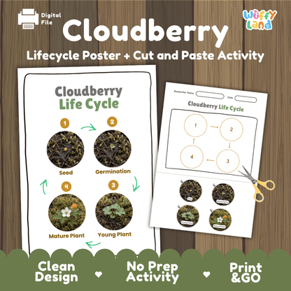 Cloudberry Life Cycle Poster and Cut and Paste Worksheet Activity