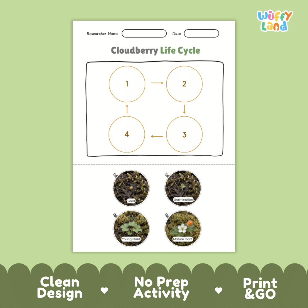 Cloudberry Life Cycle Poster and Cut and Paste Worksheet Activity