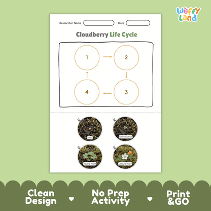 Cloudberry Life Cycle Poster and Cut and Paste Worksheet Activity