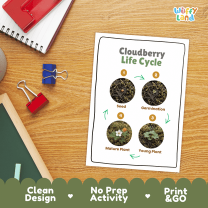 Cloudberry Life Cycle Poster and Cut and Paste Worksheet Activity