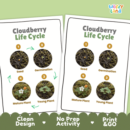 Cloudberry Life Cycle Poster and Cut and Paste Worksheet Activity