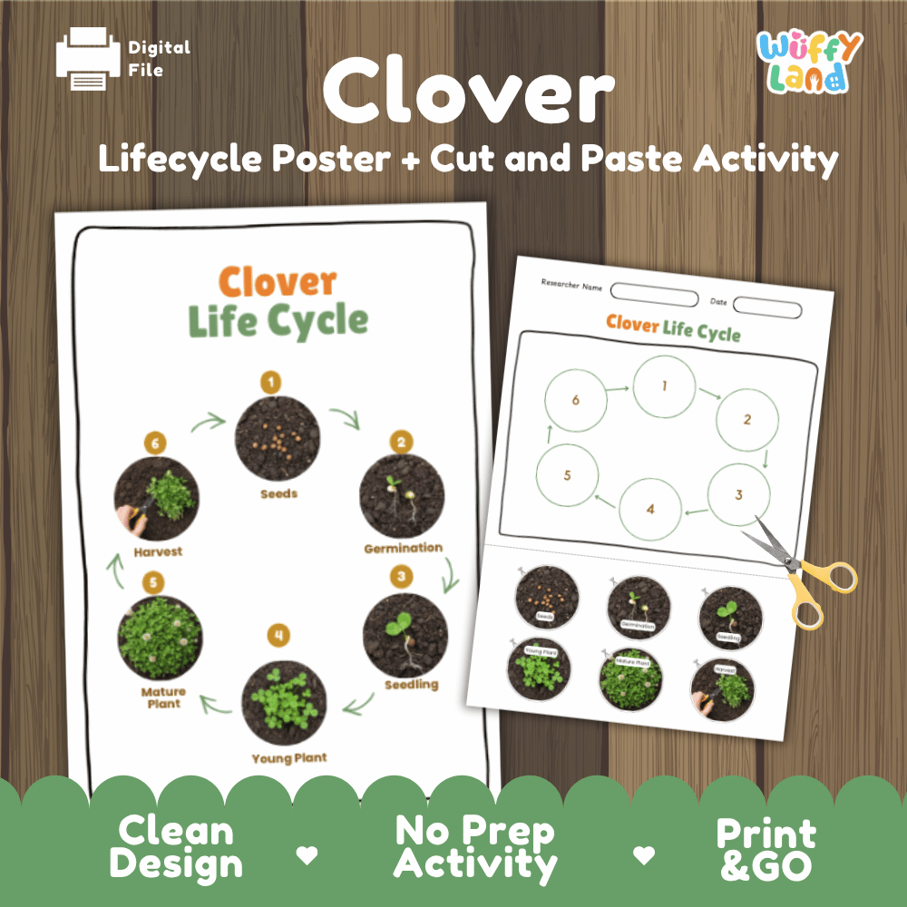 Clover Lifecycle Poster and Cut and Paste Activity Worksheets | Plant Science Printables