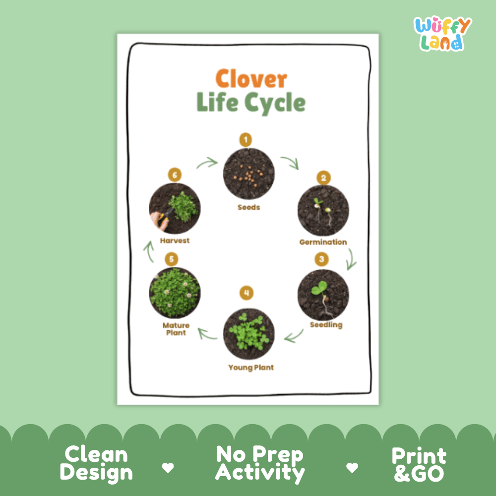Clover Lifecycle Poster and Cut and Paste Activity Worksheets | Plant Science Printables
