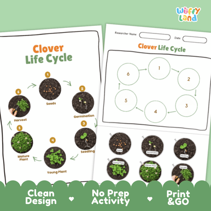 Clover Lifecycle Poster and Cut and Paste Activity Worksheets | Plant Science Printables