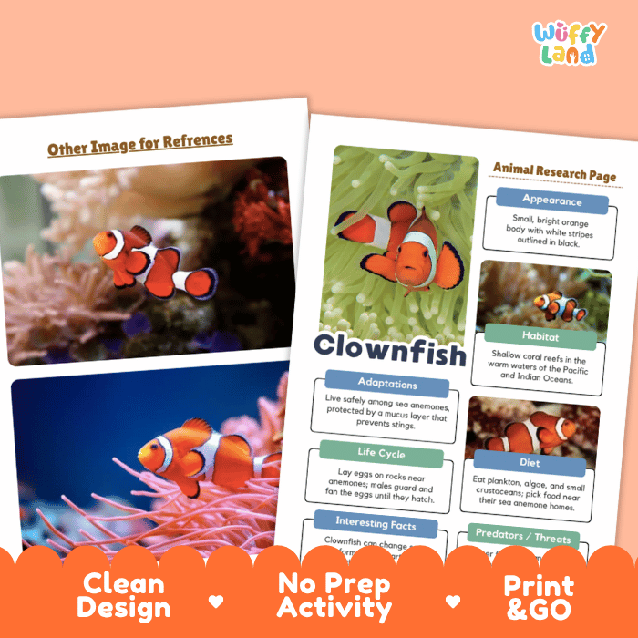 An educational activity sheet set featuring a 'Clownfish Animal Research Page' with text boxes and animal photos, alongside a reference card. The sheets are styled on a peach background with a decorative orange banner at the bottom that reads 'Clean Design', 'No Prep Activity', and 'Print & GO'.