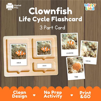 Clownfish Life Cycle Flashcard set by Wiffy Land, featuring a wooden 3-part card tray with labeled sections for Adult, Juvenile, and Egg, shown alongside sample flashcards on a wood-textured background.