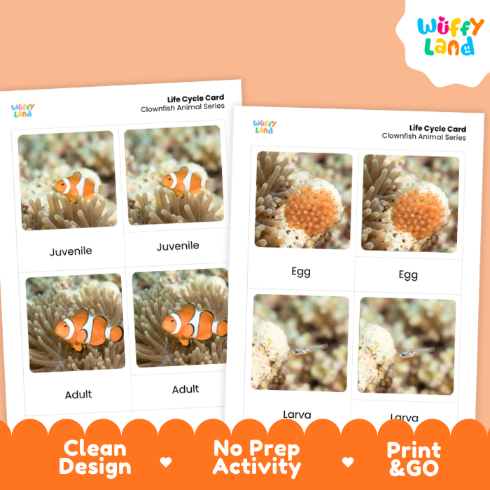 Clownfish Life Cycle Flashcards | 3 Part Cards Montessori Science Activity