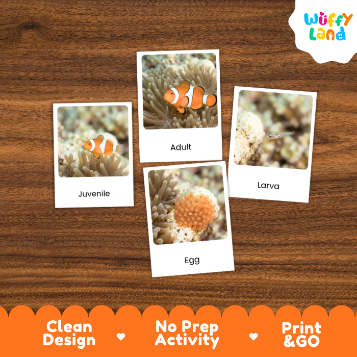 Four labeled underwater animal cards reading Juvenile, Adult, Egg, and Larva are arranged on a brown wood background. The cards show coral and fish photos, with a Wuffy Land logo in the top right and marketing text along the bottom: Clean Design, No Prep Activity, Print & GO.