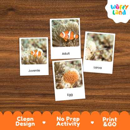 Four labeled underwater animal cards reading Juvenile, Adult, Egg, and Larva are arranged on a brown wood background. The cards show coral and fish photos, with a Wuffy Land logo in the top right and marketing text along the bottom: Clean Design, No Prep Activity, Print & GO.