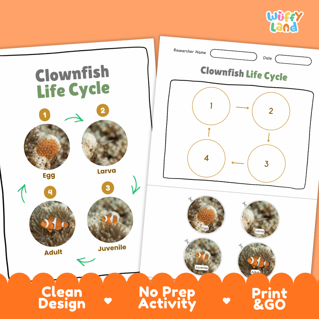 Clownfish Life Cycle Poster and Cut and Paste Worksheet Activity