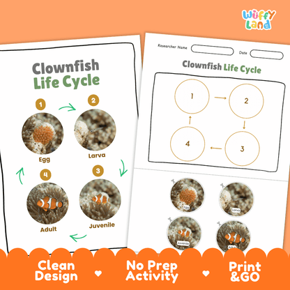 Clownfish Life Cycle Poster and Cut and Paste Worksheet Activity