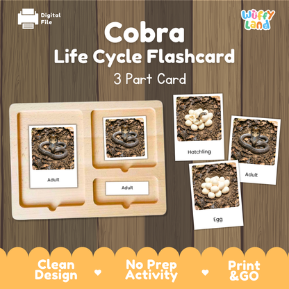 Cobra Life Cycle Flashcards 3 Part Cards Montessori Science Activity