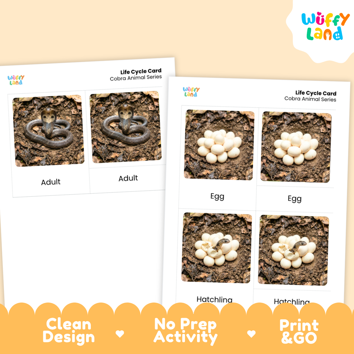 Two printed life cycle cards for a cobra animal series shown on a beige background. The cards show labeled photos of a snake labeled Adult, eggs labeled Egg, and small snakes hatching from eggs labeled Hatchling.