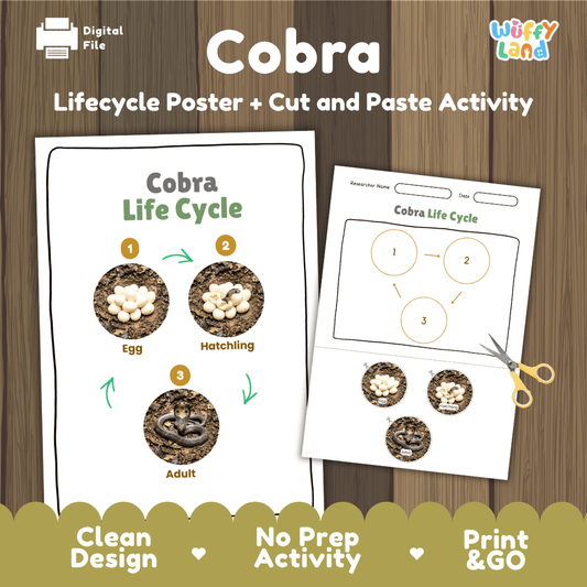 Cobra life cycle sequencing reference chart and cut and paste student worksheet with 3 developmental stages