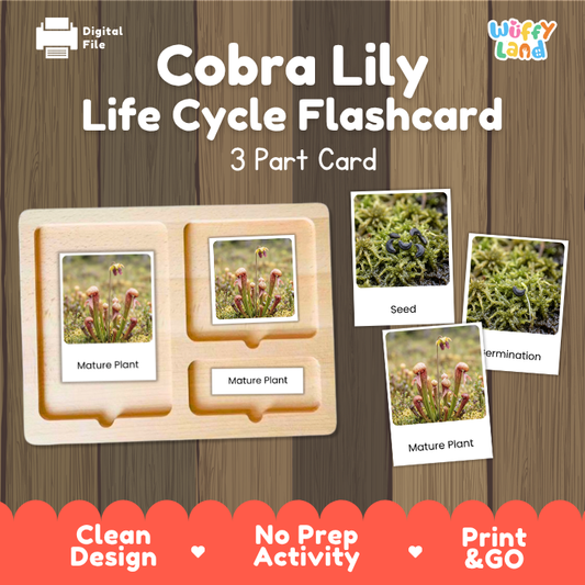 Cobra Lily Life Cycle Flashcard set by Wiffy Land, featuring a wooden 3-part card tray with photos of seed, germination, and mature plant stages, shown on a wood-grain background with promotional text.