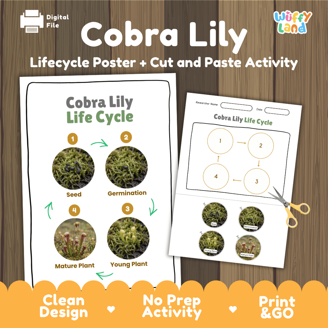 Cobra Lily Life Cycle Poster and Cut and Paste Activity Worksheets