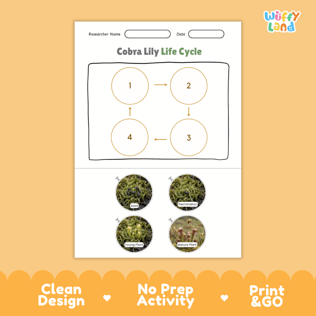 Cobra Lily Life Cycle Poster and Cut and Paste Activity Worksheets