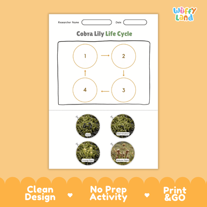 Cobra Lily Life Cycle Poster and Cut and Paste Activity Worksheets