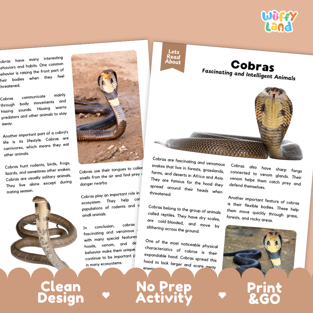 A printed educational poster about cobras, shown alongside a small inset photo of a cobra snake and a cobra figurine. The poster has a white background with black text and a blue header reading 'Cobras Fascinating and Intelligent Animals.