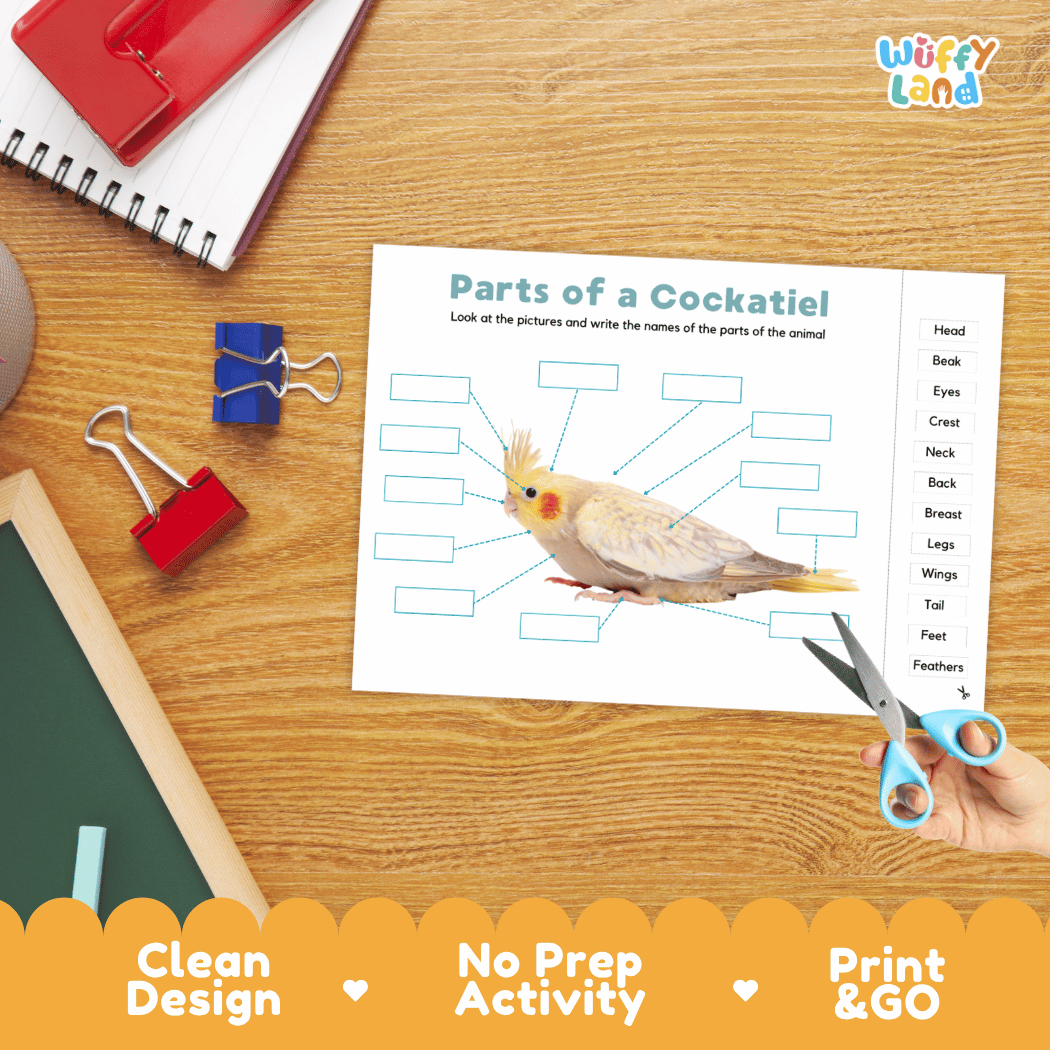 Differentiated cockatiel body parts labeling worksheets featuring fill-in write-in boxes and vocabulary word bank