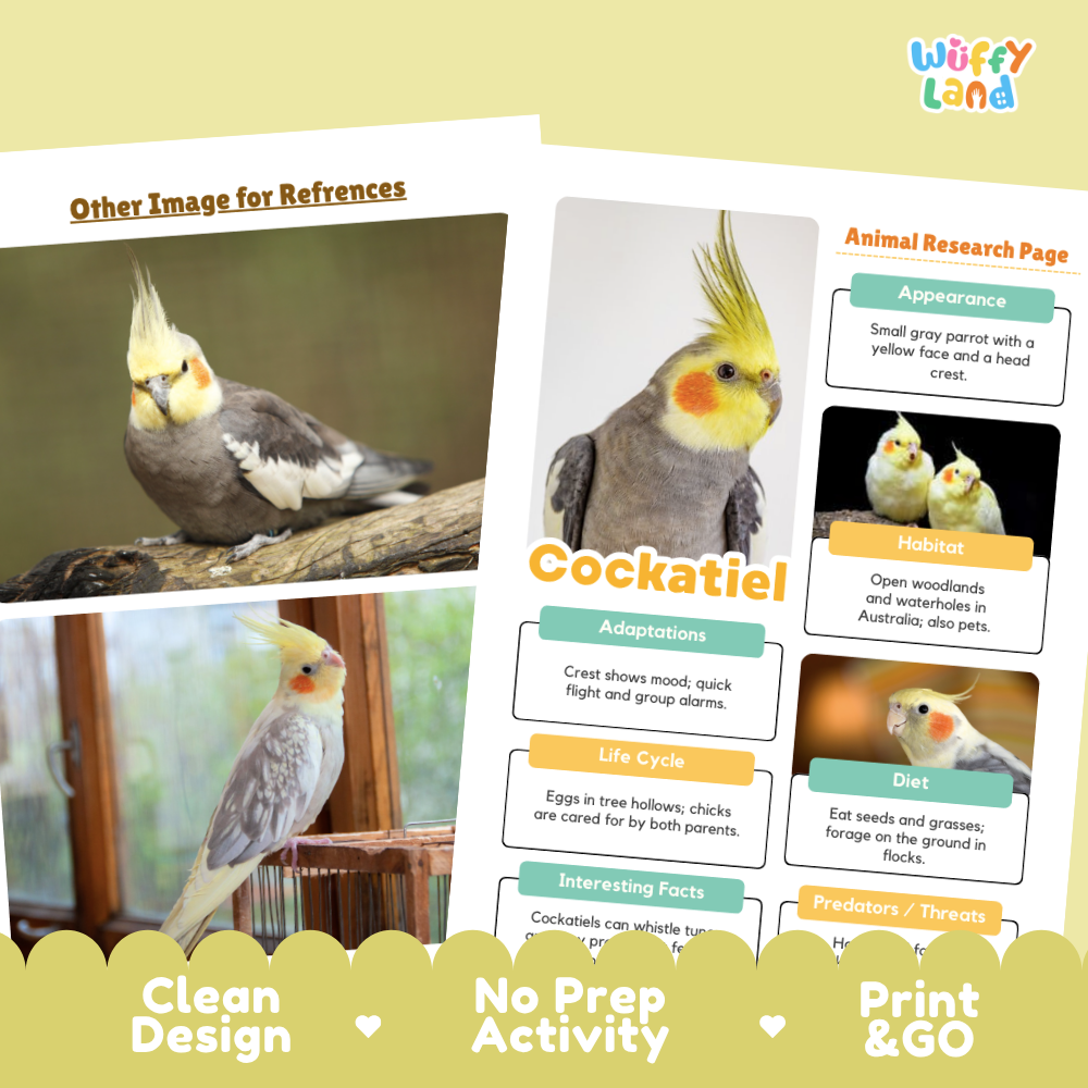 A printed educational poster or booklet page about cockatoils, shown alongside a reference image of a cockatoo. The page includes labeled sections such as 'Other Image for References,' 'Animal Research Page,' 'Cockatiel,' and 'Appearance,' with illustrated bird photos and text boxes.