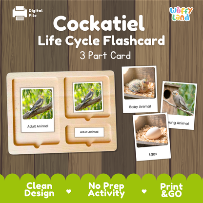 Cockatiel Life Cycle Flashcard set by Wiffy Land, featuring a 3-part wooden card tray with labeled sections for Adult Animal, Baby Animal, and Eggs, shown on a wood-plank background with digital file and print-and-go marketing text.