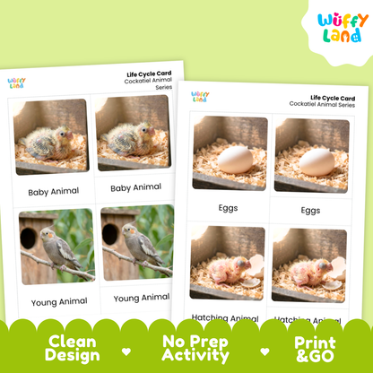 Cockatiel Life Cycle Flashcard 3 Part Card