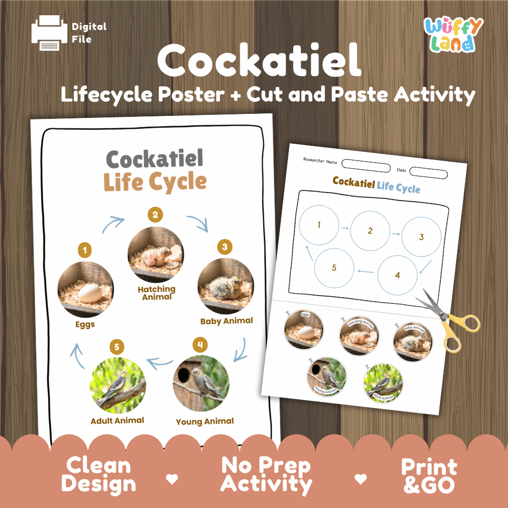 Cockatiel Life Cycle Poster and Cut and Paste Worksheet Activity