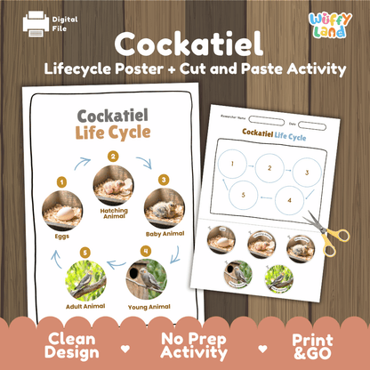 Cockatiel Life Cycle Poster and Cut and Paste Worksheet Activity