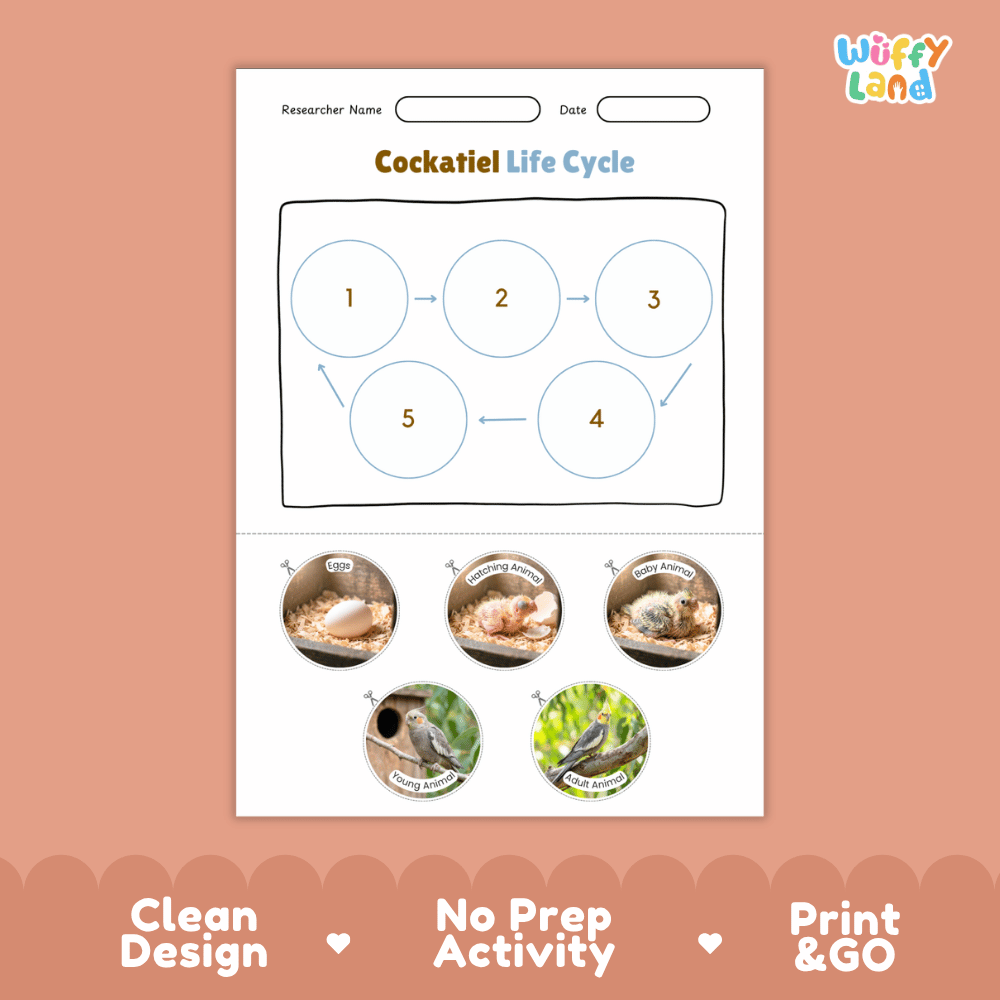 Cockatiel Life Cycle Poster and Cut and Paste Worksheet Activity