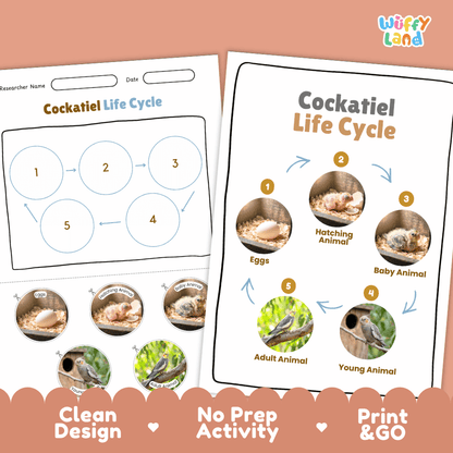 Cockatiel Life Cycle Poster and Cut and Paste Worksheet Activity
