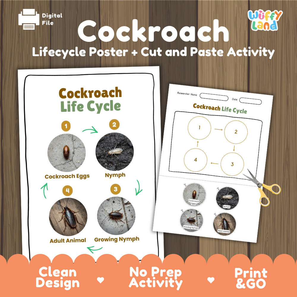 Cockroach Life Cycle Poster and Cut and Paste Activity Worksheets