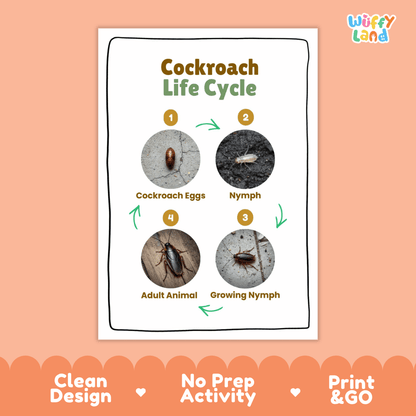 Cockroach Life Cycle Poster and Cut and Paste Activity Worksheets