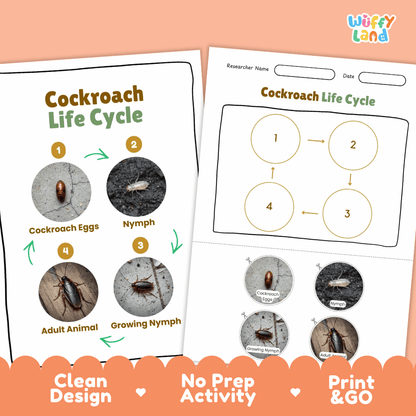 Cockroach Life Cycle Poster and Cut and Paste Activity Worksheets