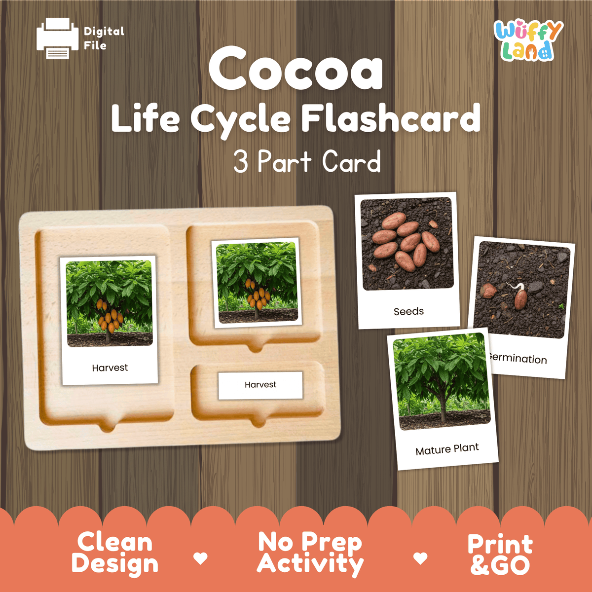 Montessori three part cards featuring real photographic images of cocoa plant growth stages and ripe harvest pods on a tree displayed on a wooden tray