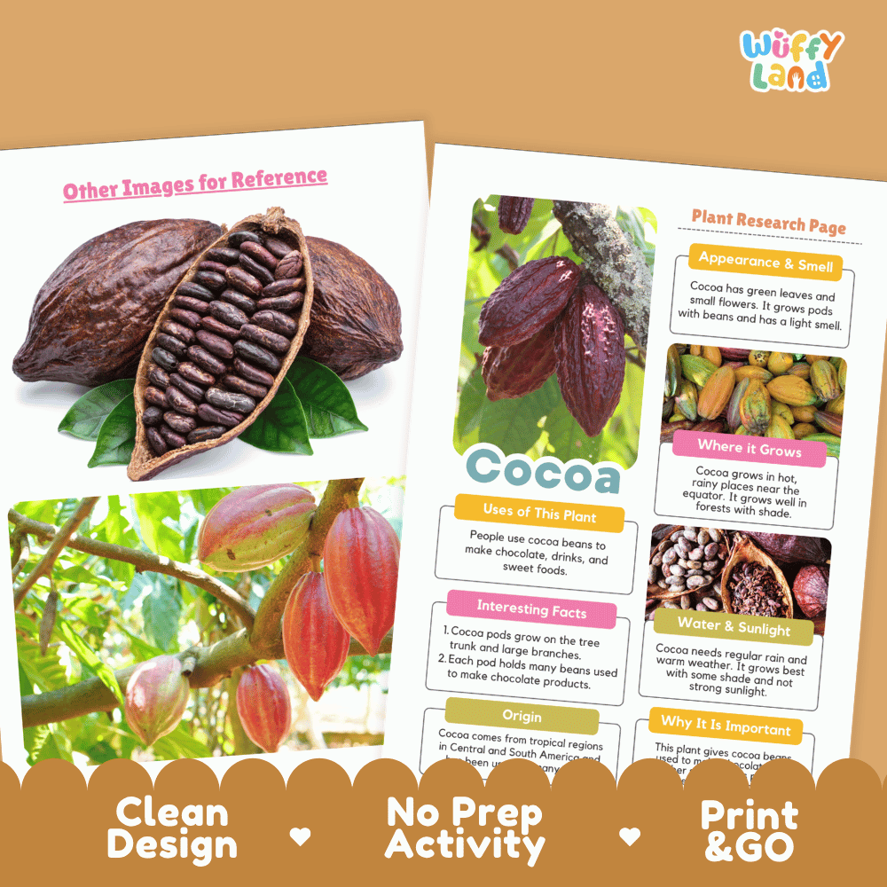 Cocoa Plant Research Page Worksheets and Information Poster