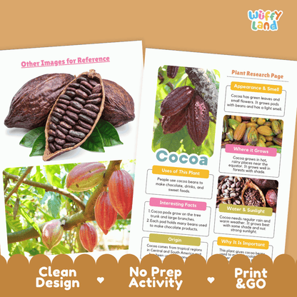 Cocoa Plant Research Page Worksheets and Information Poster