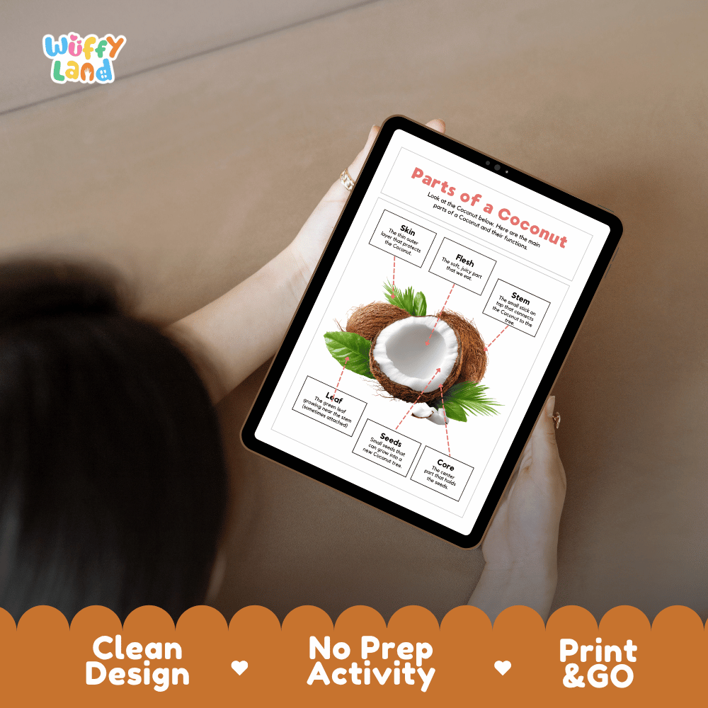 Educational cut and paste coconut fruit anatomy worksheet with printable word cutout tiles for skin, flesh, stem, leaf, seeds, and core