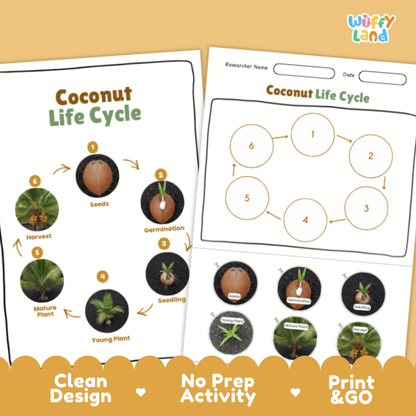 Coconut Lifecycle Poster and Cut and Paste Activity Worksheets | Plant Science Printables