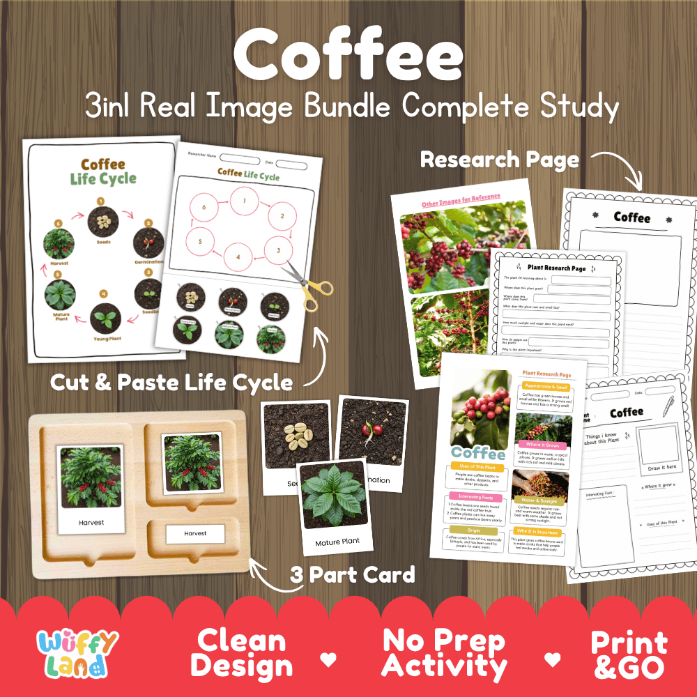 Coffee plant 3in1 real image bundle complete study printable featuring life cycle cut and paste worksheets, Montessori 3-part cards, and research pages