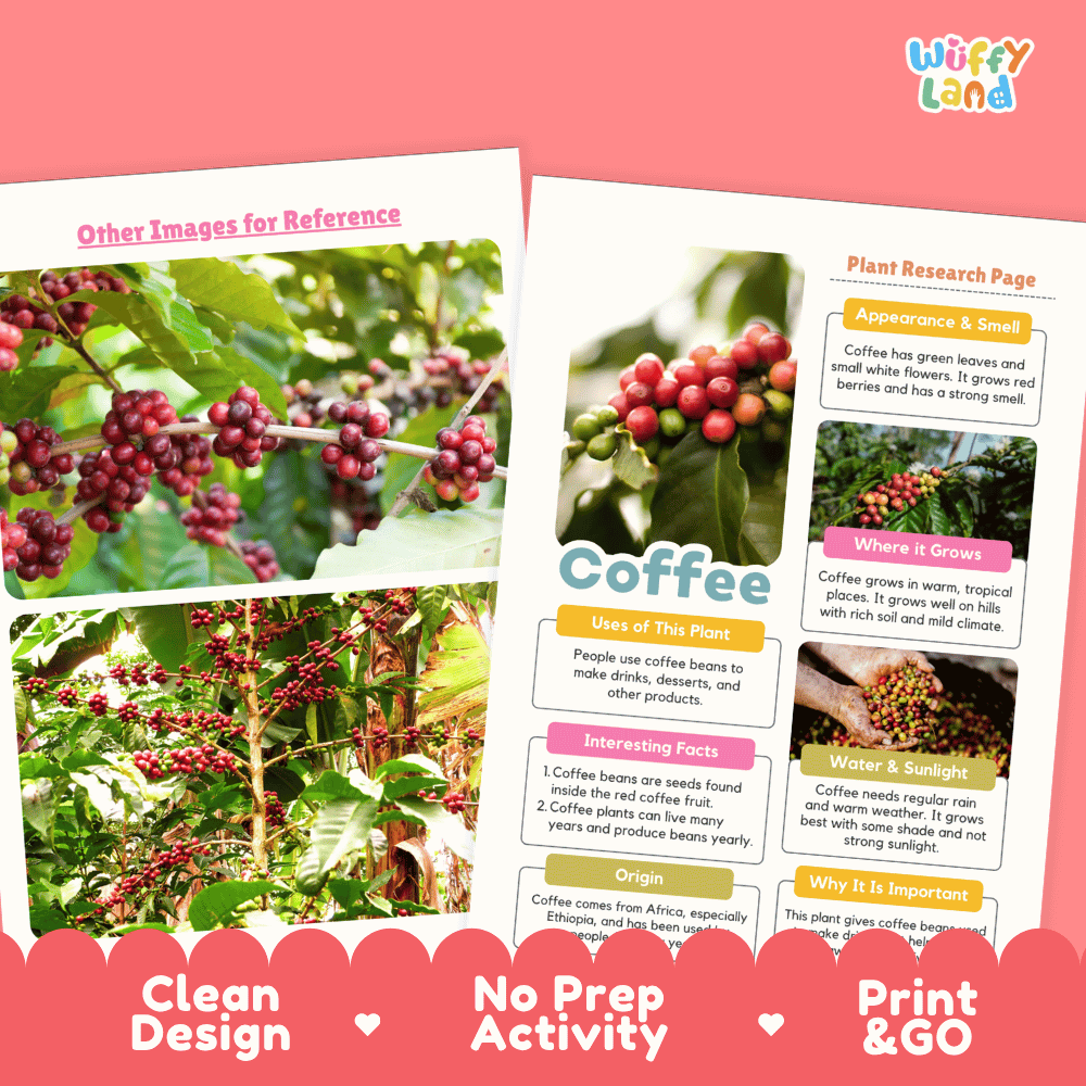 Coffee Plant Research Page Worksheets and Information Poster