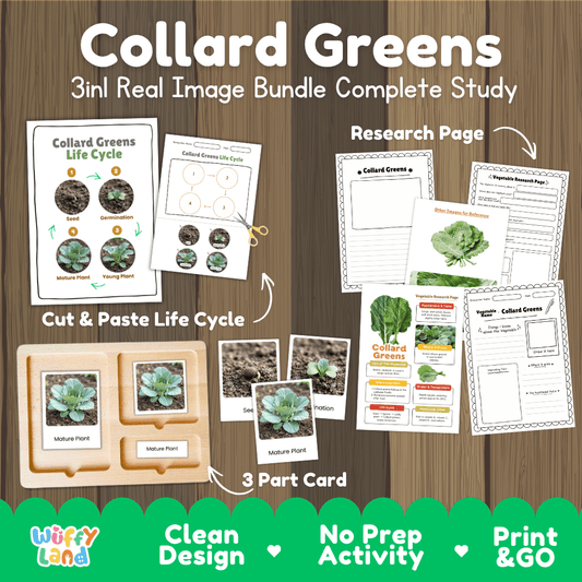 Collard greens 3in1 real image bundle complete study printable featuring life cycle cut and paste worksheets, Montessori 3-part cards, and research pages