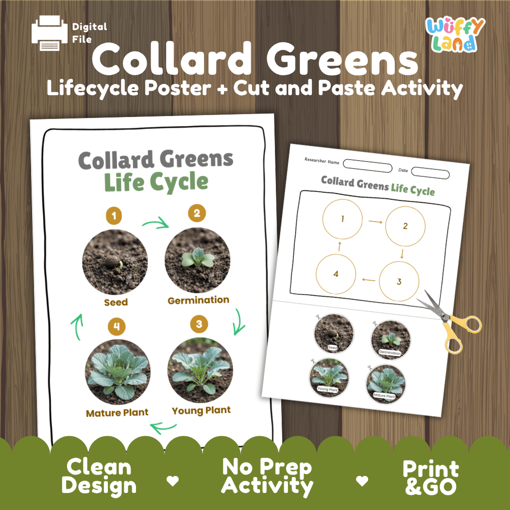 Collard greens plant life cycle educational printable pack cover showing visual reference poster and cut and paste sequencing worksheet with real photography