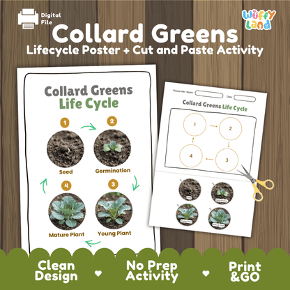 Collard greens plant life cycle educational printable pack cover showing visual reference poster and cut and paste sequencing worksheet with real photography